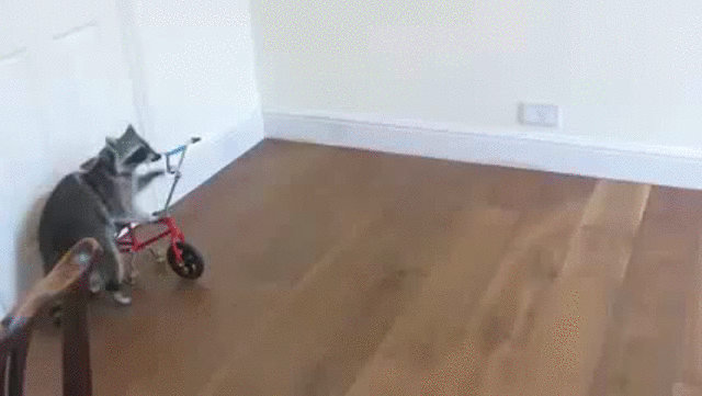 videoplayback